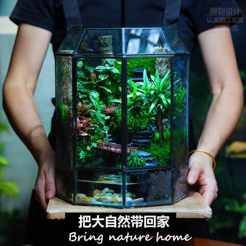 苔藓微景观生态雨林缸桌面绿植摆件盆栽办公室生态瓶礼物成品养鱼