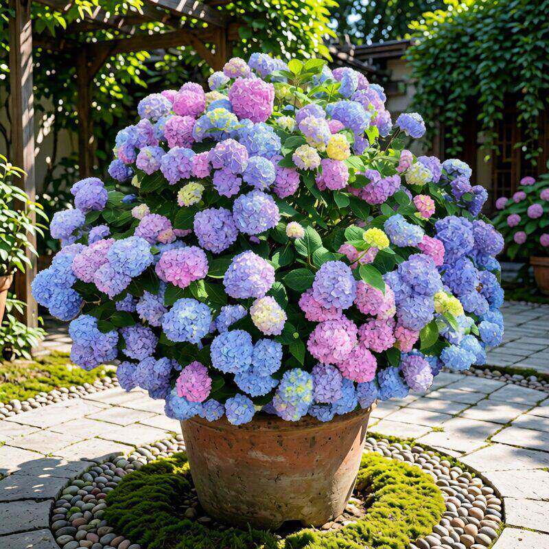 高端花卉贝拉安娜无尽夏圆锥绣球大花苗别墅庭院花园植物四季耐寒
