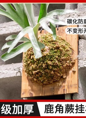 鹿角蕨上板鹿角蕨碳化板鹿角蕨挂板鹿角蕨板植挂板鹿角蕨定值板