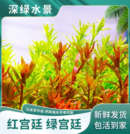 红宫廷水草鱼缸草缸造景活体淡水植物丹麦血宫廷粉宫廷有茎类后景