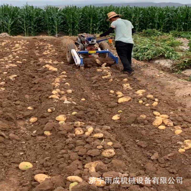 不破皮土豆上车收获机4UD-100型红薯收获机农田大面积地瓜收获机