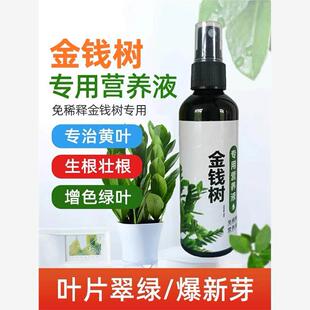【拯救】金钱树叶子发黄一喷绿专用营养液爆新芽防黄防烂根免稀释