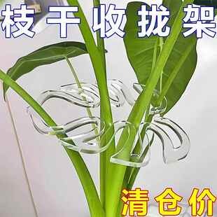 龟背竹花枝收拢架支撑杆防倒伏春雨支架固定器绿植物水培枝干花盆