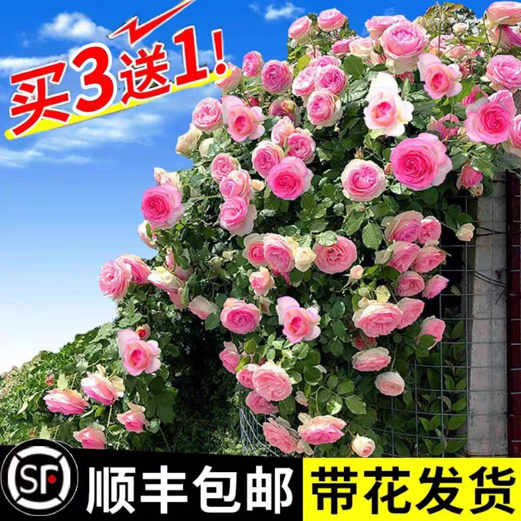 【1米6大苗】蔷薇花苗藤本月季特大花爬藤植物多季节开花卉盆栽