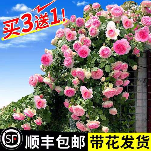 【1米6大苗】蔷薇花苗藤本月季特大花爬藤植物多季节开花卉盆栽