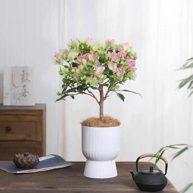 三角梅盆栽带花老桩矮霸大型绿植办公室内客厅绿植耐寒四季开花卉
