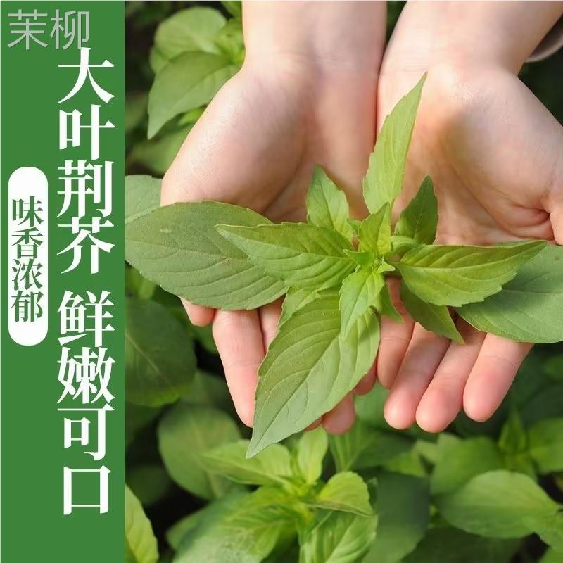 【大叶荆芥种子】河南香芥菜夏季四季多年生味鲜阳台盆栽菜种子