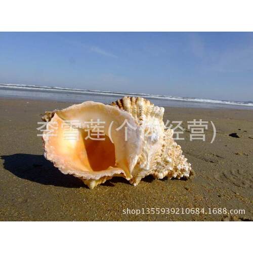 号-厘米批发 超大贝壳天然号角螺金口25做22石可螺左右 蛙