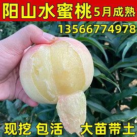 无锡阳山水蜜桃 阳山桃苗 桃子树苗 嫁接桃苗 适合南方北方果树苗