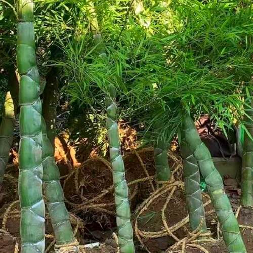四季常青庭院植物别墅地栽竹子苗龟甲竹龟背龙鳞竹罗汉竹