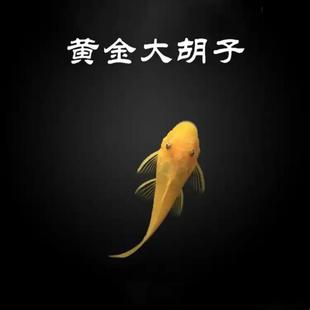 除藻工具鱼黄金大胡子黑线小猴飞狐蓝眼大帆虎纹小精灵琵琶鱼活体