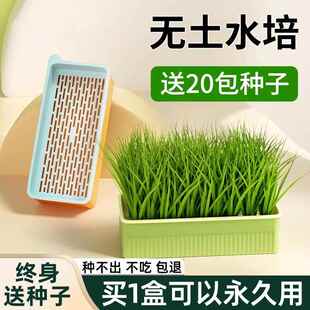 猫草盆栽无土水培化毛球种植草种子粒非已种好幼猫零食猫咪用品