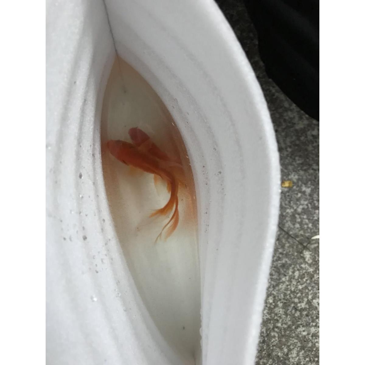 铝箔保温袋外卖便当披萨烧烤保温暖袋化妆品水果防冻保温袋一次性