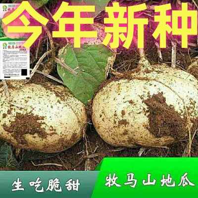 早熟牧马山地瓜凉茹种子