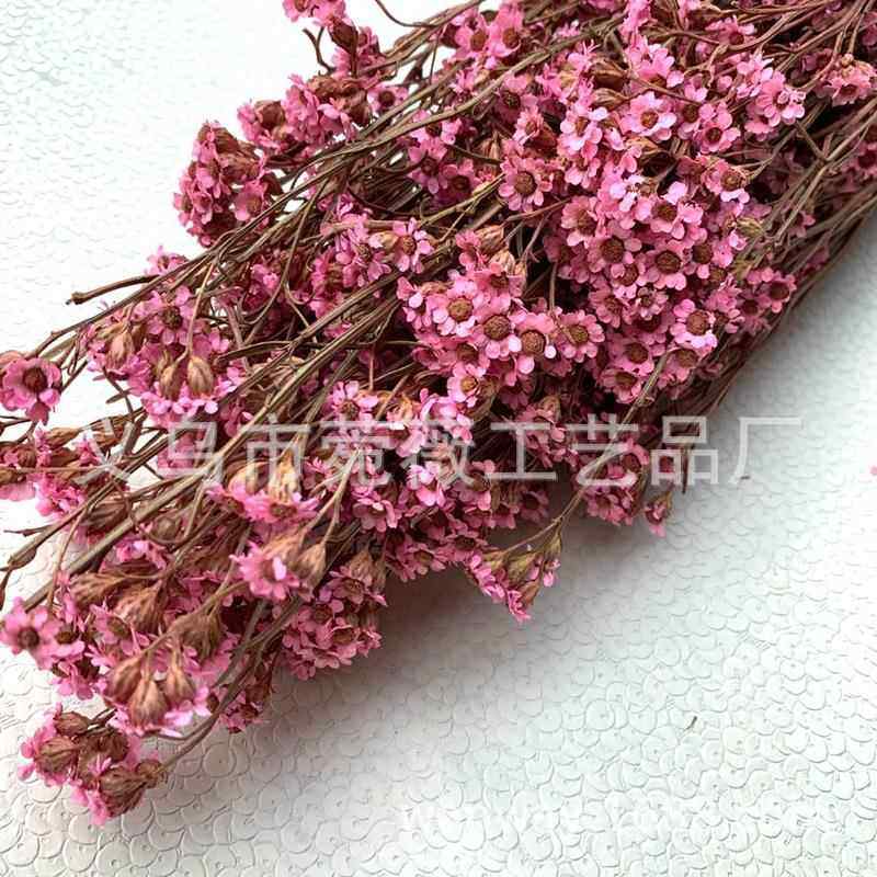 进口天然永生干花法国白梅浮游瓶软装插花花店专用