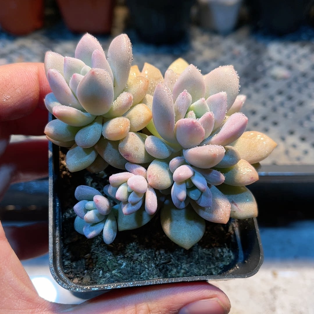 15-2多肉38包邮木糖醇7