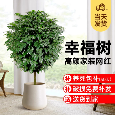 幸福树客厅盆栽大绿植室内大型办公室旺宅真花独杆老桩落地式植物