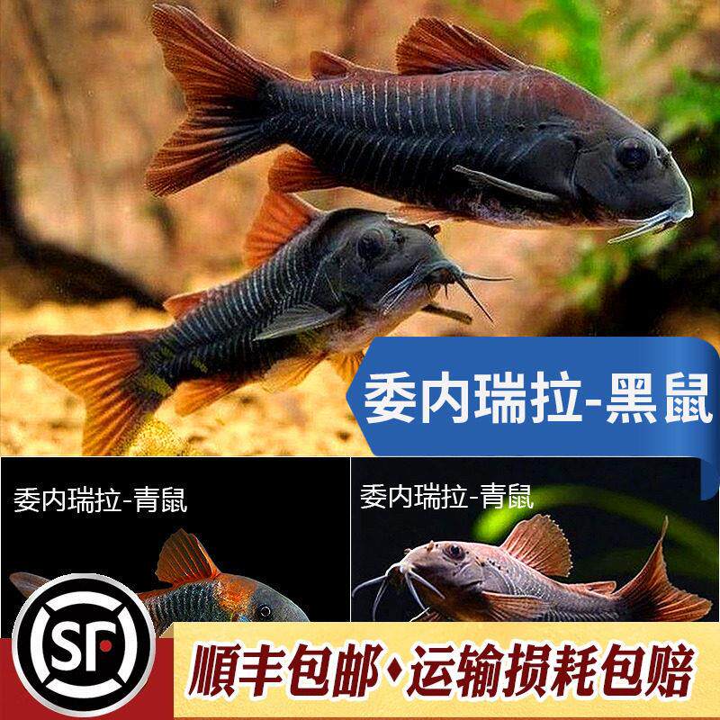 委内瑞拉黑鼠与青鼠热带鱼底栖鼠鱼尼罗河南美稀有工具翻砂鱼活体