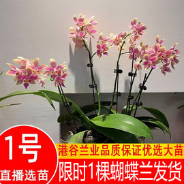 4.18日更新港谷蝴蝶兰花卉带花，大苗带花苞，花卉植物花苗盆栽兰