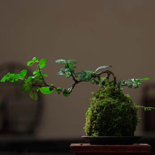 悬崖福建茶苔藓球 悬崖榆树六月雪七里香九里香黄杨罗汉松绿植