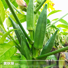 水果秋葵种籽子莱种子四季南方夏季阳台盆栽种植蔬菜籽菜种孑大全