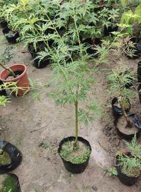 精品正宗青龙青色红色羽毛枫嫁接红枫盆栽阳台庭院办公室变色带土