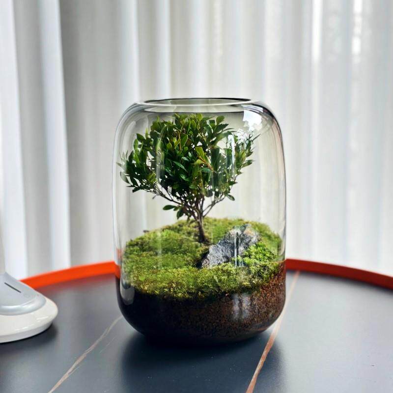 生命之树创意桌面苔藓微景观成品盆景懒人好养鲜活绿植生态瓶盆栽