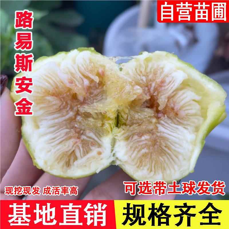 路易斯安金无花果树苗LSU GOLD大黄果丰产嫩滑无花果苗当年结果