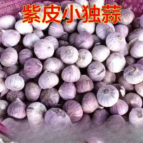 独头蒜头云南紫皮小蒜蒜干独蒜袖珍小香蒜珍珠小蒜特价直径极小