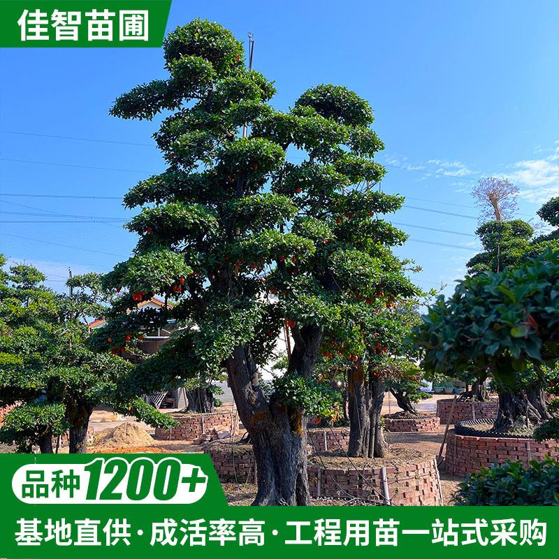 金弹子苗圃基地直供园林景观金弹子盆景带造型绿化金弹子观果