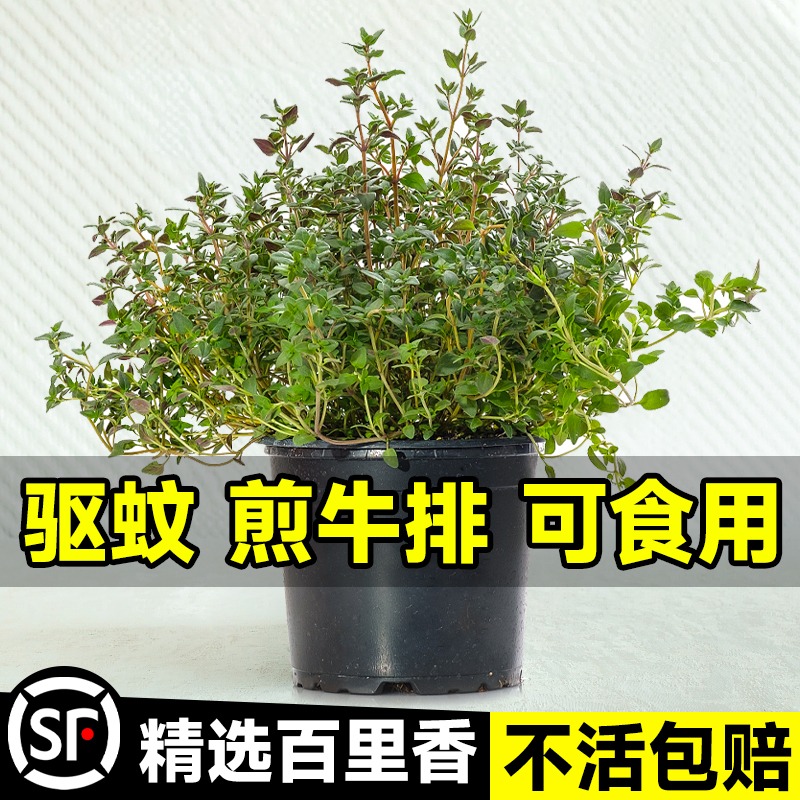 驱蚊草百里香盆栽室内植物迷迭香牛排用薄荷苗罗勒香草可食用调料