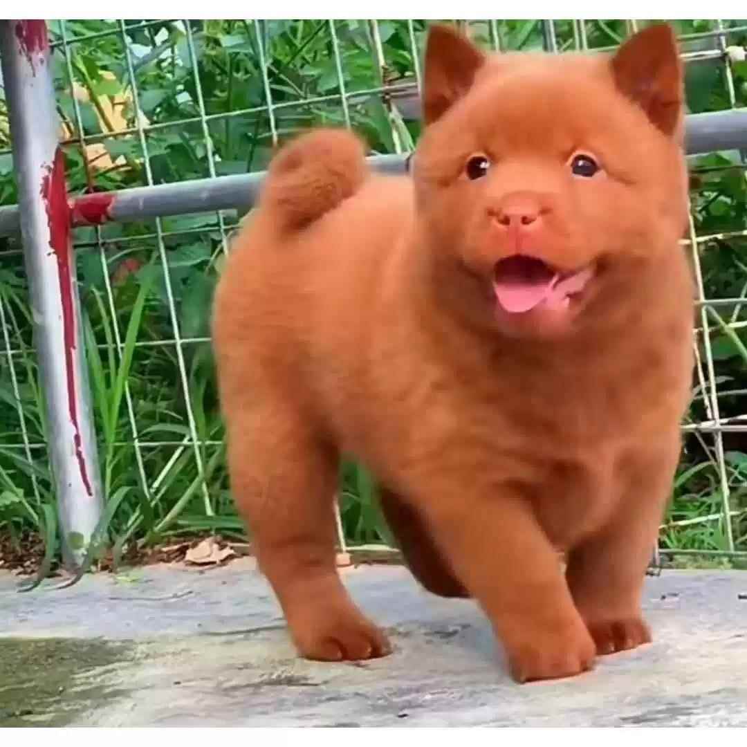 五红犬广西土猎犬活体幼犬土猎犬土狗五黑犬虎斑犬中华田园犬狗狗
