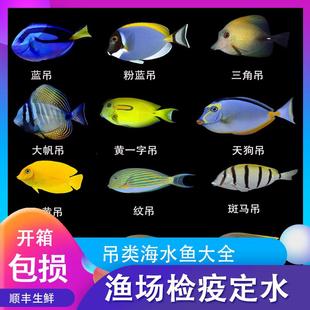 小丑鱼观赏鱼蓝吊粉蓝吊海水多莉食苔吊工具啃糟