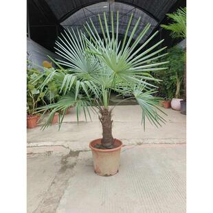 老人葵丝葵棕榈树苗耐寒扇子树四季常青庭院绿植室内外绿植好养
