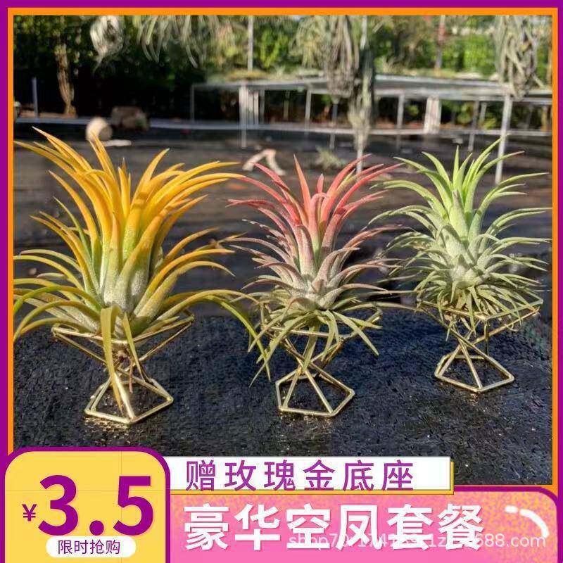 空气铁兰 配底座 无土绿植蝴蝶精灵贝可利宝石办公室植物厂家销售