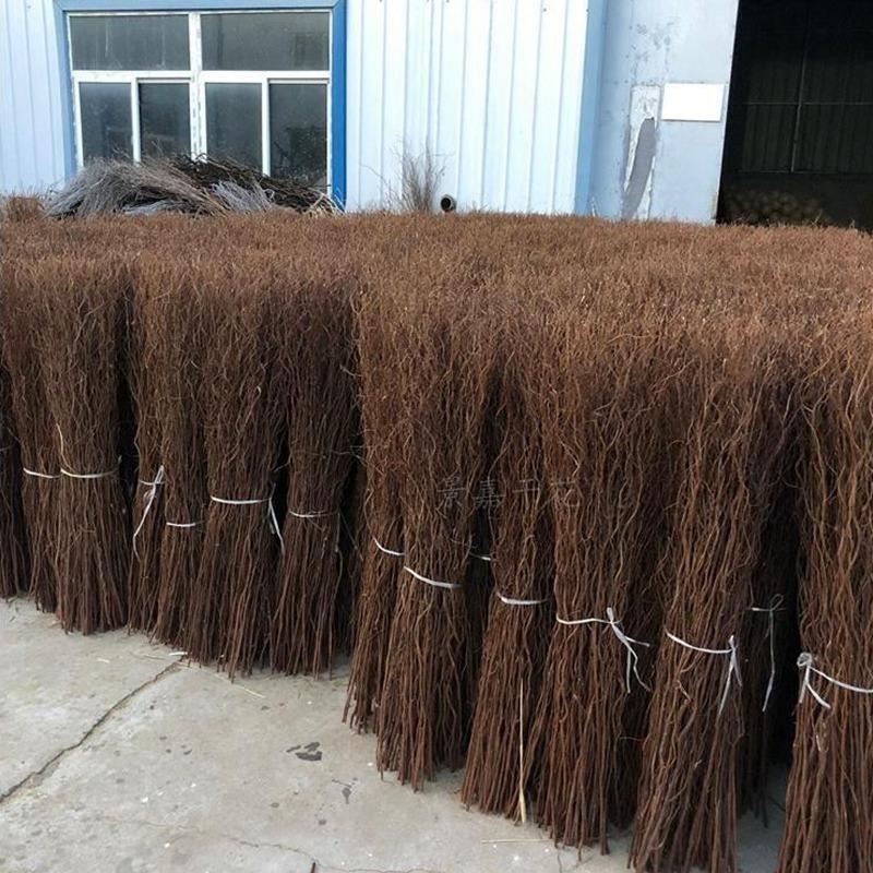 龙柳干枝造景天然雪柳干花树枝婚庆拱门装饰客厅落地玄关摆件插花