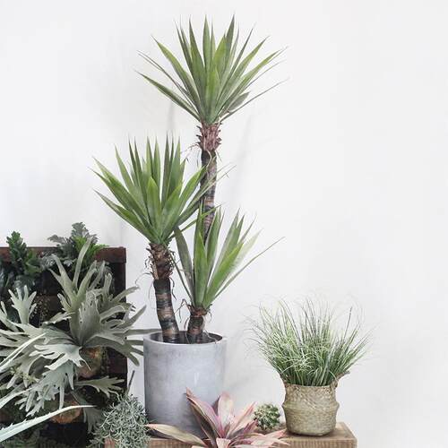 货假绿植盆栽摆件真仿龙舌兰虎皮兰装现扮盆注塑沙景漠仿真植物植