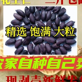 生的大粒黑花生米500g    新货手工养胃不带壳瘪籽黑皮花生仁