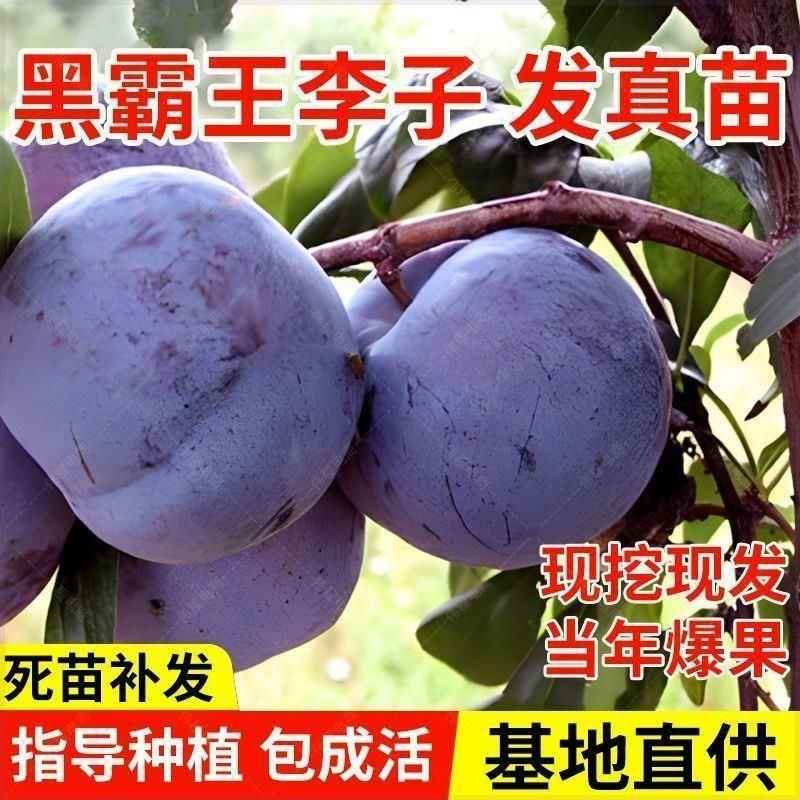 特大黑霸王脱骨李子苗南方北方种植盆栽地栽嫁接李子树苗当年结果