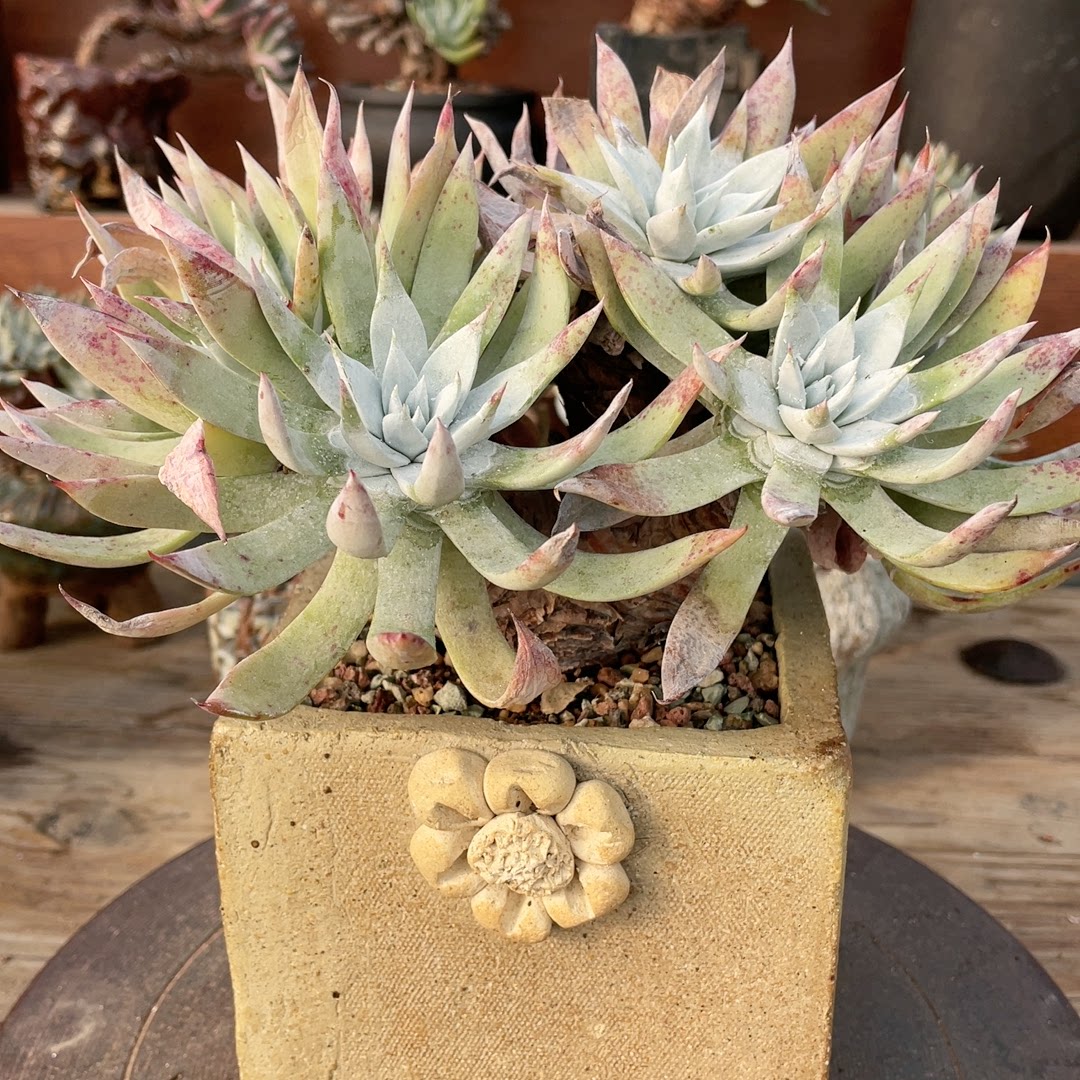 多肉植物仙女杯漠然依