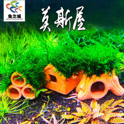 莫斯屋陶罐定植观赏鱼虾躲避屋窝鱼缸造景水草植物水族小鱼孵化