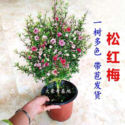 松红梅盆栽带花苞一树多色四季常绿室内阳绿植花卉澳洲梅好样热卖