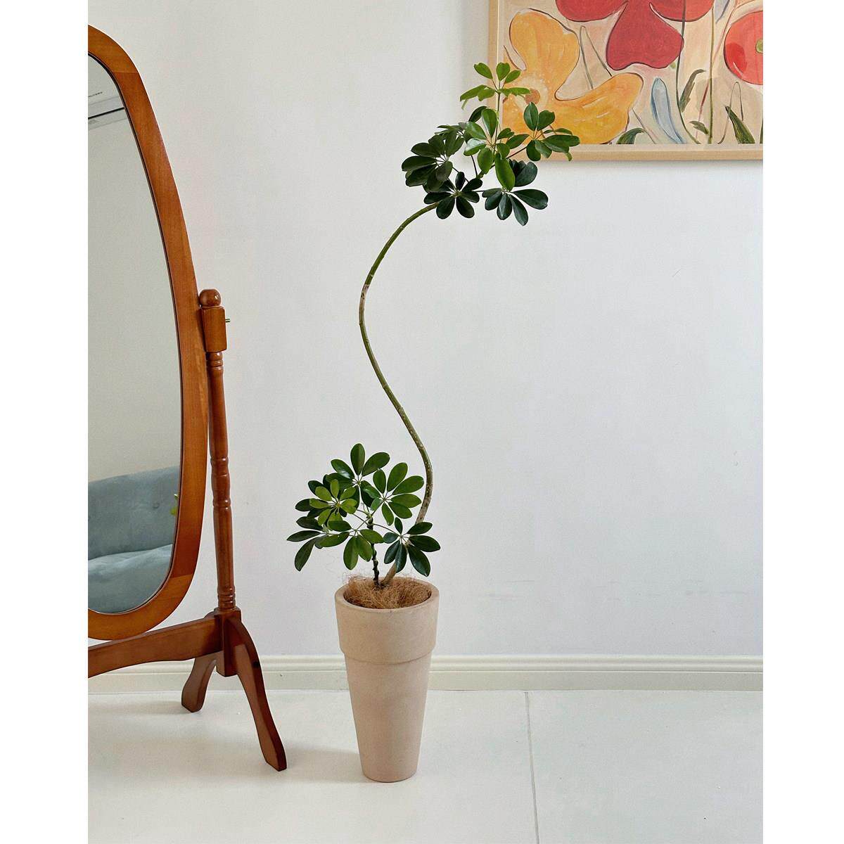 植物私生活 造型鸭脚木鹅掌木网红绿植客厅卧室落地植物盆栽栽好