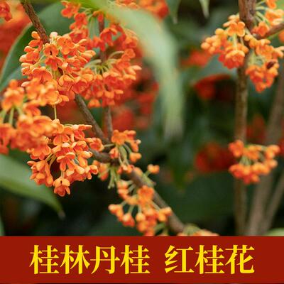 青罗坊丹桂花茶叶新鲜桂花干红桂花酒桂林特产泡酒蜂蜜g包邮