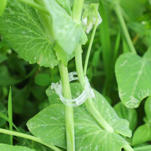 Plant Clips / Pumpkin Vine Clips / Plastic Vine Ties / Branc