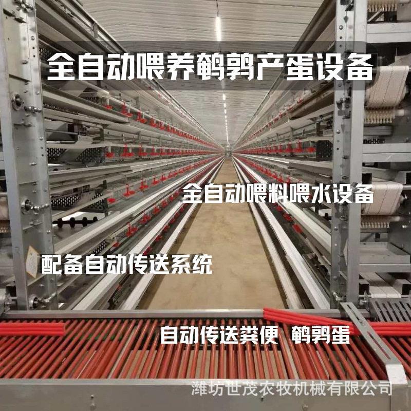 全自动喂养鹌鹑传蛋自动清粪笼养设备适配鸽子鹌鹑