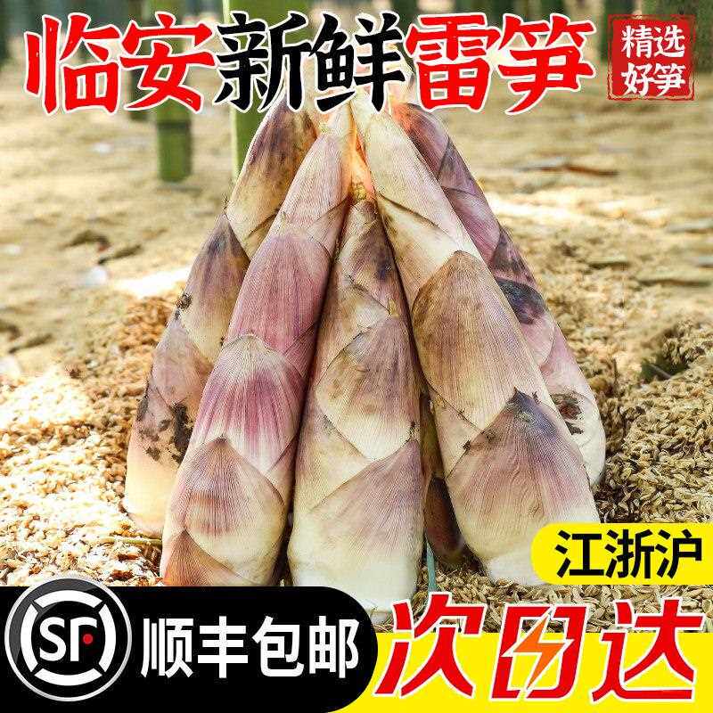 临安春笋新鲜现挖冬笋嫩芽竹笋子浙江天目山雷笋野生农家鲜笋