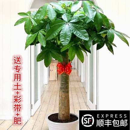 发财树大棵客厅大盆栽大型绿植室内办公室盆景乔迁开业植物吸财树