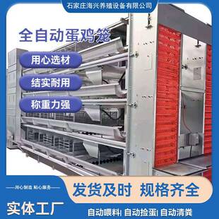 层叠蛋鸡笼h型全自动框架养殖设备蛋鸡笼养设备四五层加厚鸡场用