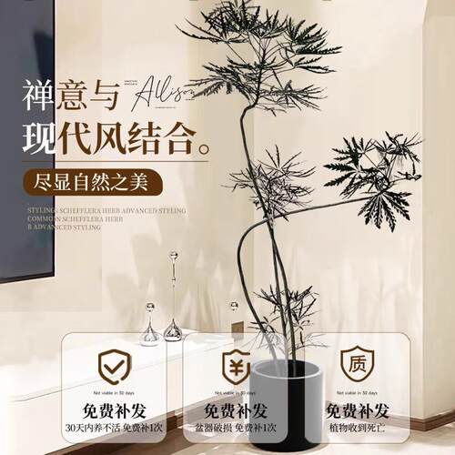 孔雀木绿植室内客厅大型植物办公室落地式大盆栽真花好养大号禄植